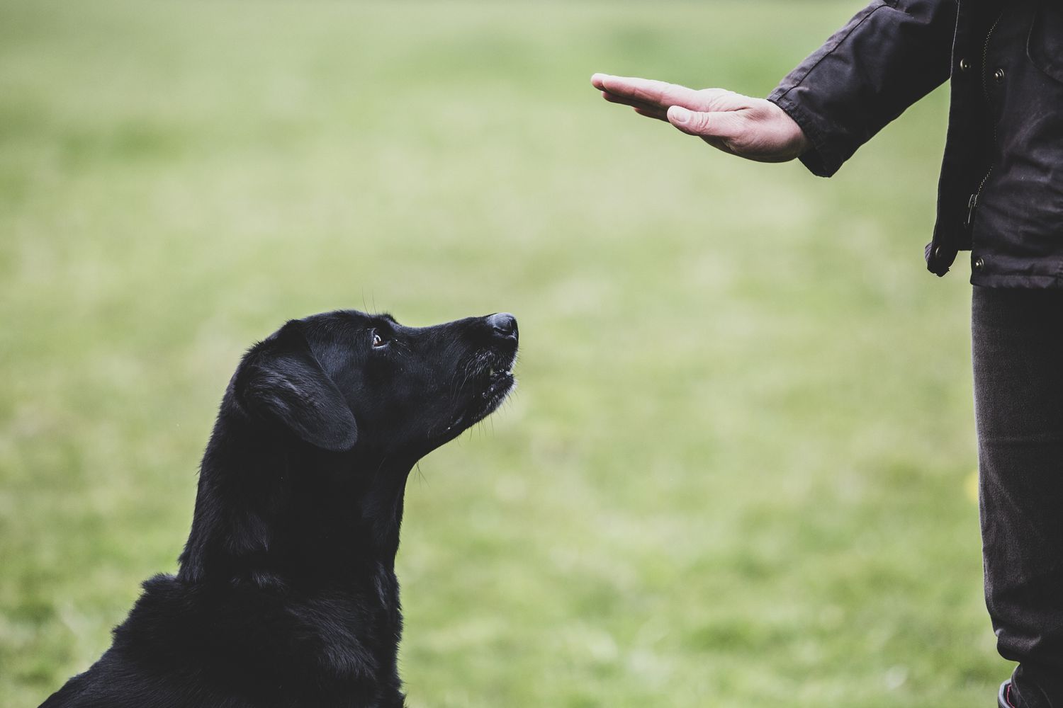 Off Leash Recall Training Scottsdale AZ for Reliable Dogs